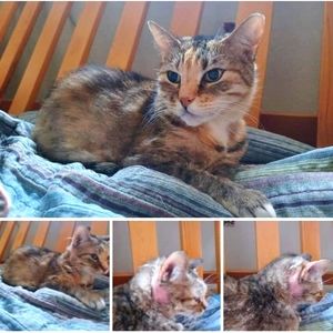 FundsForShellybean💕🙏🐾